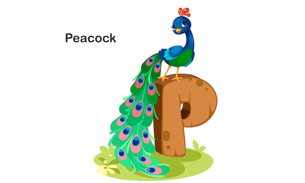 P para peacock 2