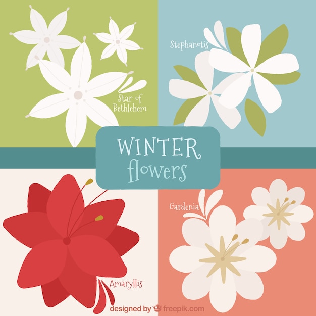 Pack de flores decorativas de invierno en diseño plano