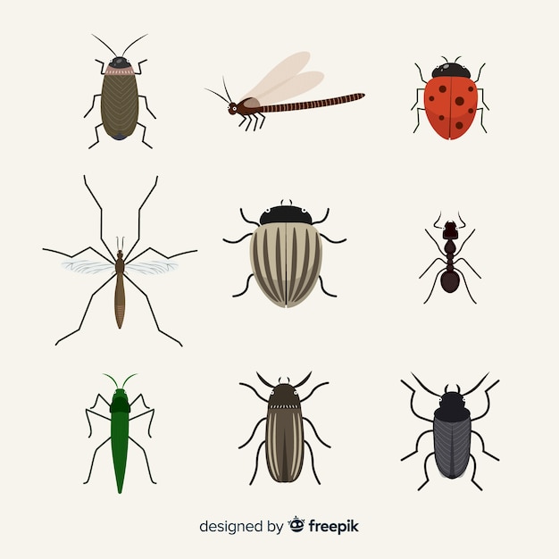 Pack insectos planos