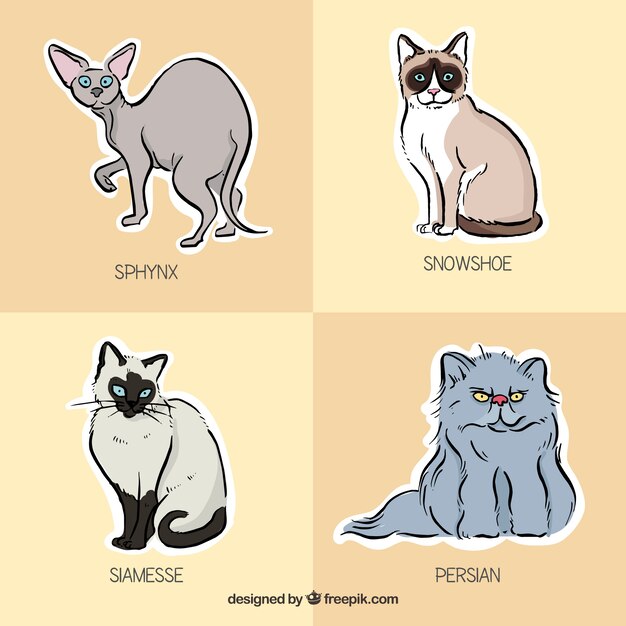 Vector pack de razas de gato dibujadas a mano