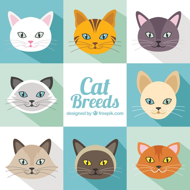 Pack de razas de gatos en diseño plabno