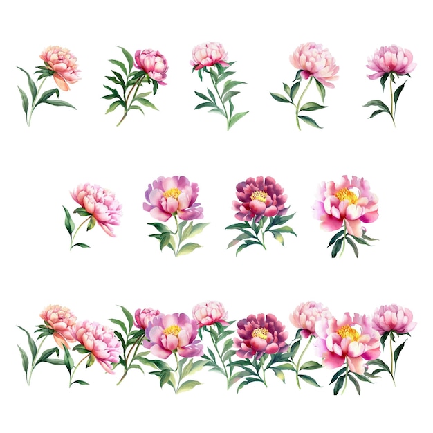 Paeonia lactiflora pallas Conjunto de flores en acuarela Ilustración vectorial pintada a mano