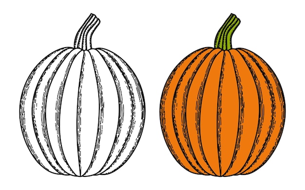 Vector página para colorear de calabaza para niños. ilustración de vector de calabaza de halloween.