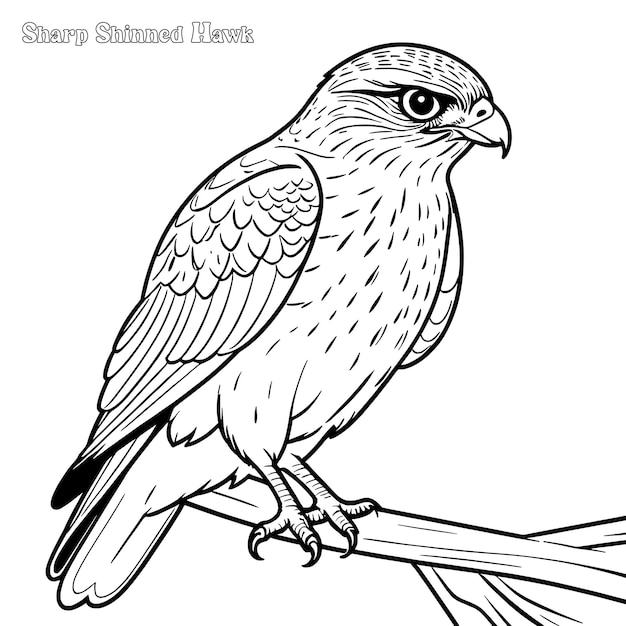 Página para colorear dibujada a mano por Sharp Shinned Hawk y diseño vectorial de contorno