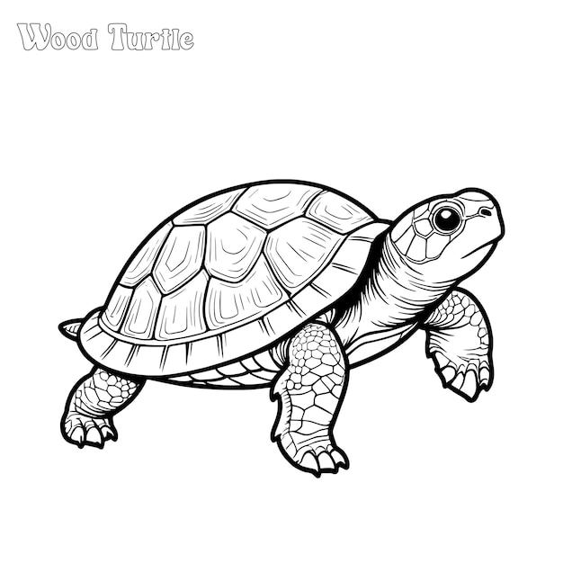 Página para colorear dibujada a mano por la tortuga de madera y diseño vectorial de contorno
