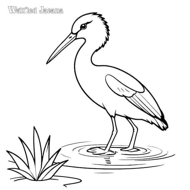 Página para colorear dibujada a mano por wattled jacana y diseño vectorial de contornos