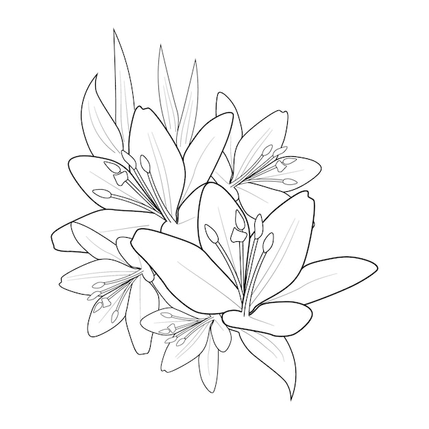 Página para colorear flor de lirio dibujada a mano de ilustración vectorial sobre imágenes prediseñadas de fondo blanco