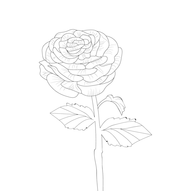 Página para colorear de flores de ranunculus dibujadas a mano para adultos y niños aislados en fondo blanco.