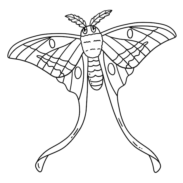 Página de colorear de insectos aislados de la polilla luna