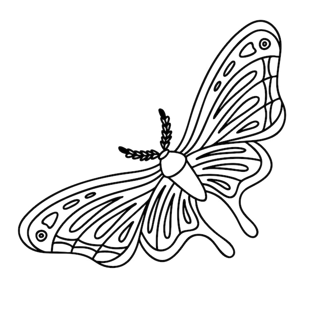 Página para colorear mariposa nocturna Ilustración de contorno vectorial