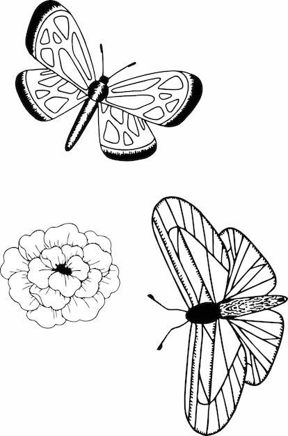 página para colorear de mariposa