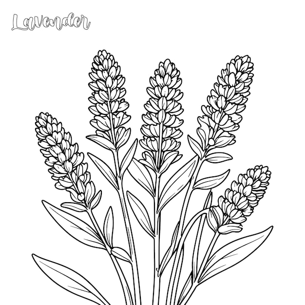 Página para colorear y vector de contorno de lavanda