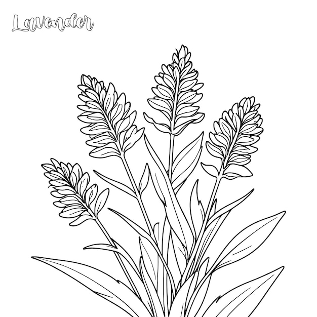 Página para colorear y vector de contorno de lavanda