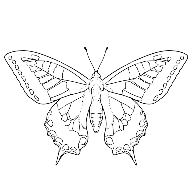 Página de colorear vectorial en blanco y negro de una mariposa