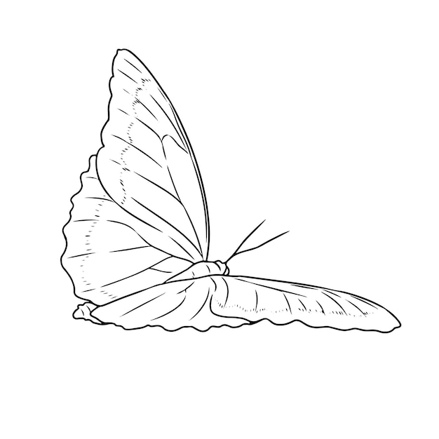 Página de colorear vectorial en blanco y negro de una mariposa