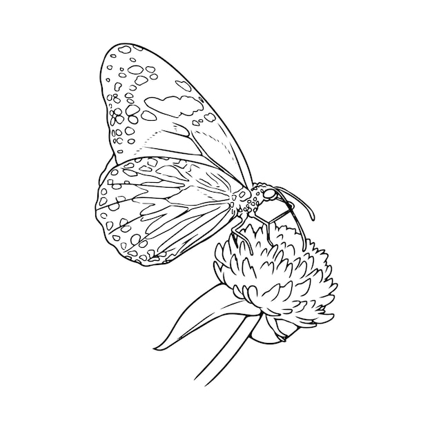 Página de colorear vectorial en blanco y negro de una mariposa