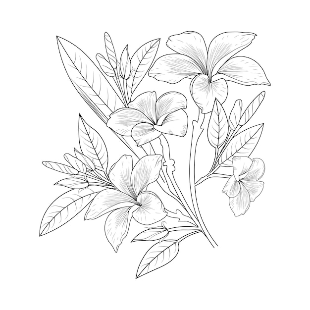 Página de libro para colorear de vector de contorno blanco y negro para adultos y niños flor de frangipani con hoja