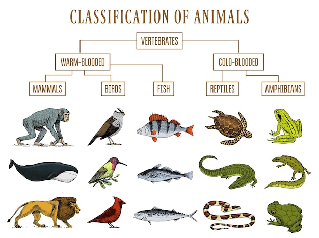 Una pagina que dice animales clasicos de animales y animales