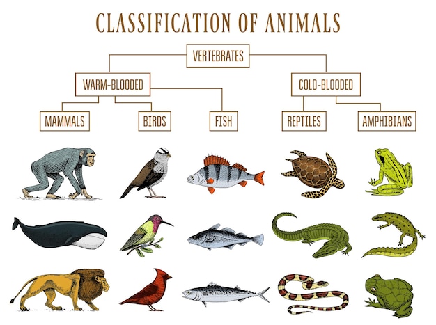 Vector una pagina que dice animales clasicos de animales y animales