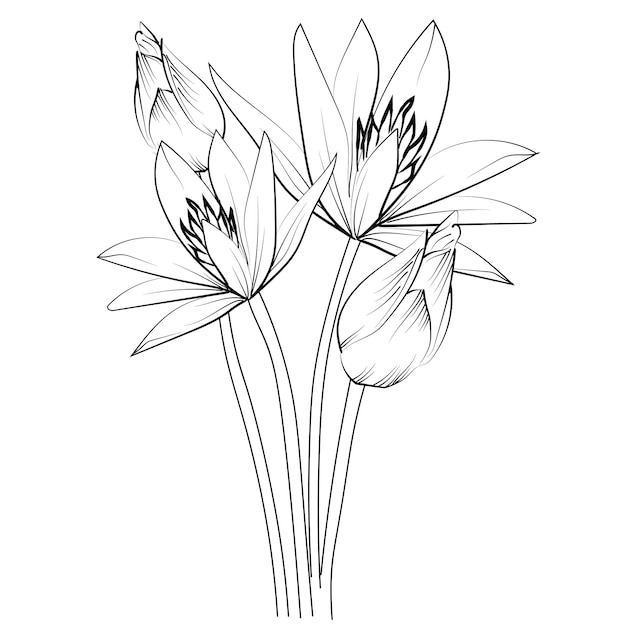 Páginas para colorear flores lindas dibujo de lirio de agua dibujo de flor de lirio botánico ilustración