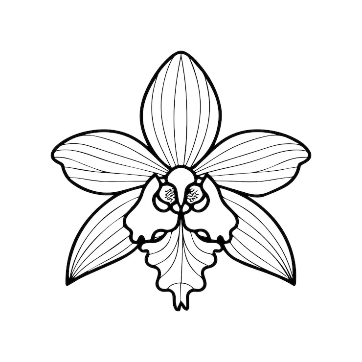Vector páginas para colorear flores de orquídeas vector de contorno de flores de orquídeas