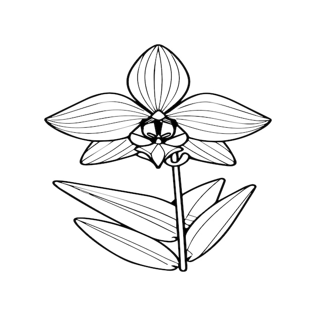 Páginas para colorear flores de orquídeas Vector de contorno de flores de Orquídeas