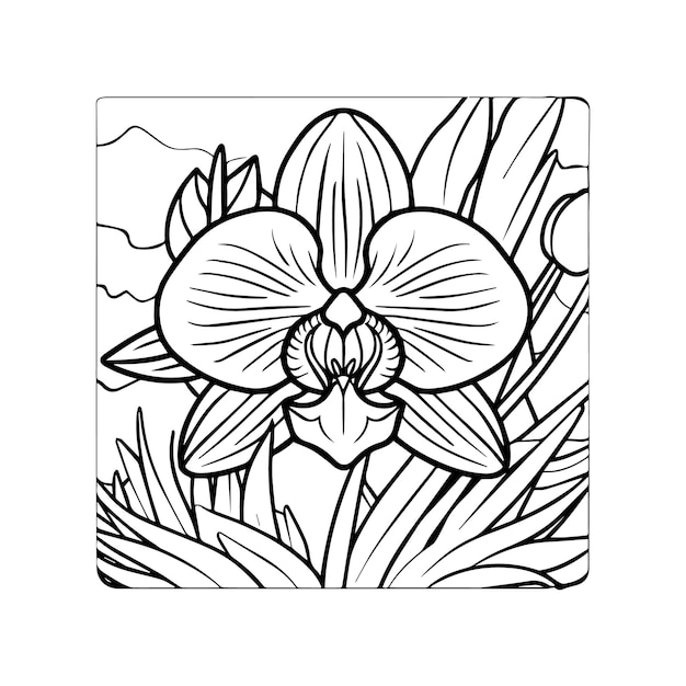 Páginas para colorear flores de orquídeas Vector de contorno de flores de Orquídeas