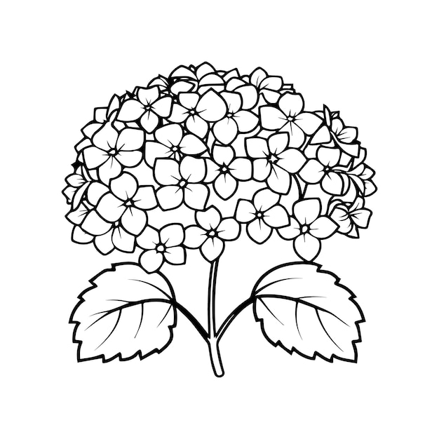 Páginas para colorear hortensia Vector de contorno de la flor de hortensia para el libro para colorear