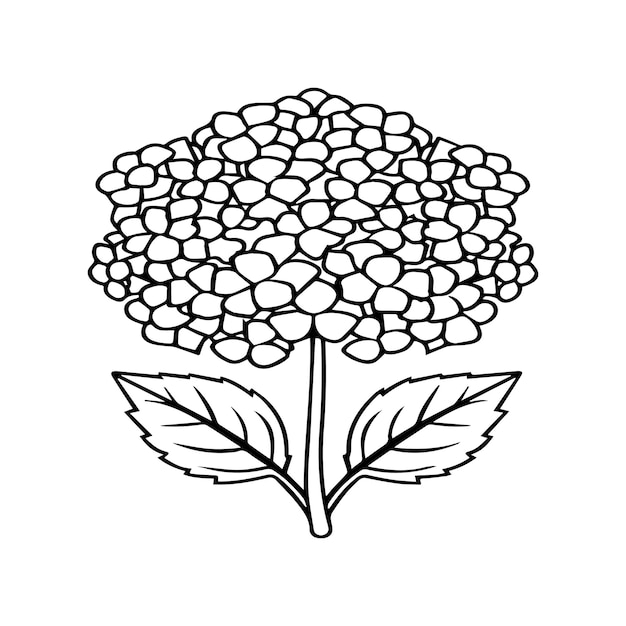 Páginas para colorear hortensia Vector de contorno de la flor de hortensia para el libro para colorear