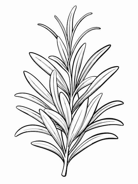 Páginas para colorear libros de romero para niños y adultos con diseño vectorial