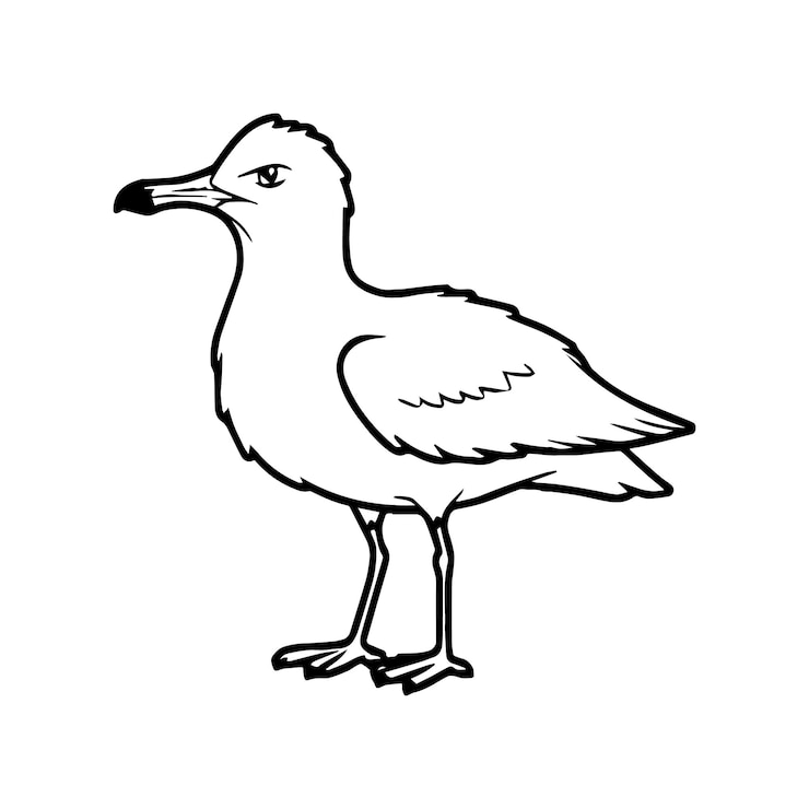 Vector páginas para colorear vector de contorno de pájaro gaviota para libro para colorear