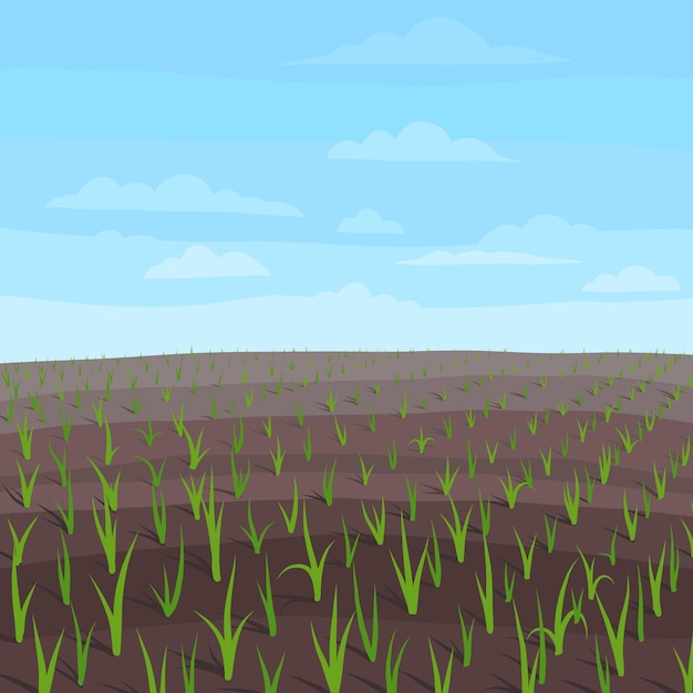 Vector paisaje de campo agrícola. brotes de plantas de trigo jóvenes en crecimiento.