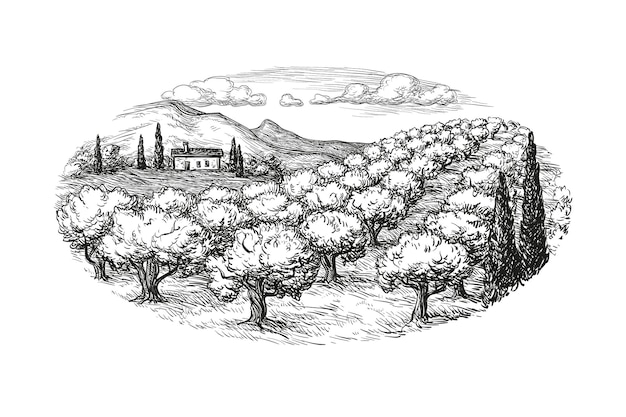 Paisaje de olivar dibujado a mano Aislado sobre fondo blanco Ilustración de vector de estilo vintage