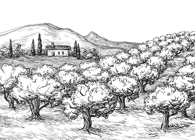 Paisaje de olivares