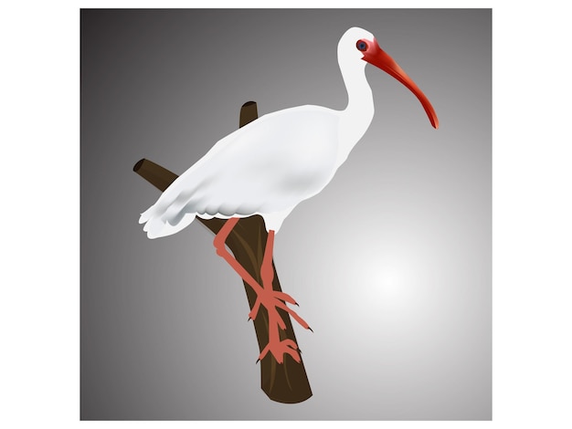 un pájaro blanco con un pico rojo está de pie en una rama