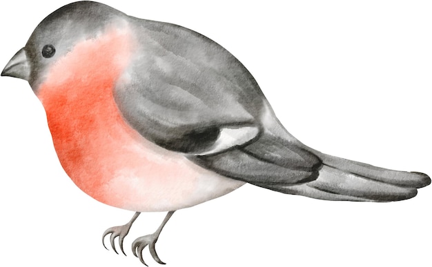 El pájaro bullfinch
