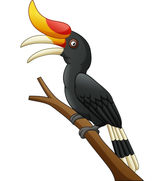 Pájaro cálao de dibujos animados aislado sobre fondo blanco