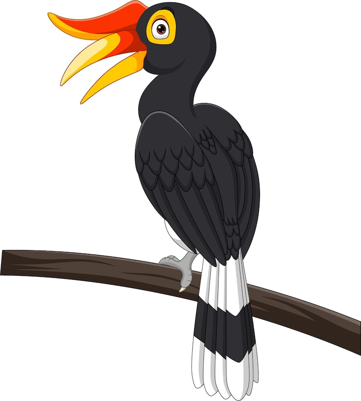 Vector pájaro cálao de dibujos animados aislado sobre fondo blanco