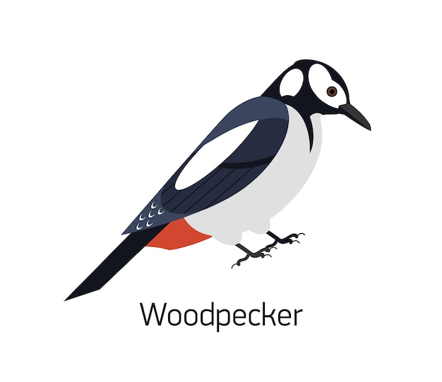 Pájaro carpintero aislado sobre fondo blanco. Hermoso bosque pájaro omnívoro, habitante del bosque. Pajarito divertido. Especies de aves. Ilustración de vector colorido moderno en estilo geométrico plano de moda.