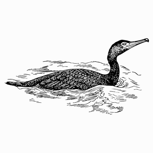 Pájaro cormorán japonés