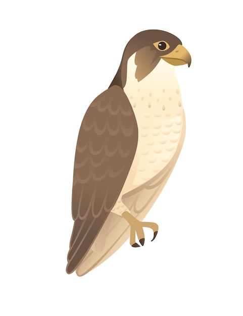 Pájaro depredador lindo adulto halcón dibujos animados animal diseño aves rapaces carácter plano vector ilustración aislado sobre fondo blanco