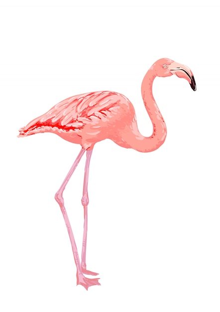 Vector pájaro flamenco rosado.