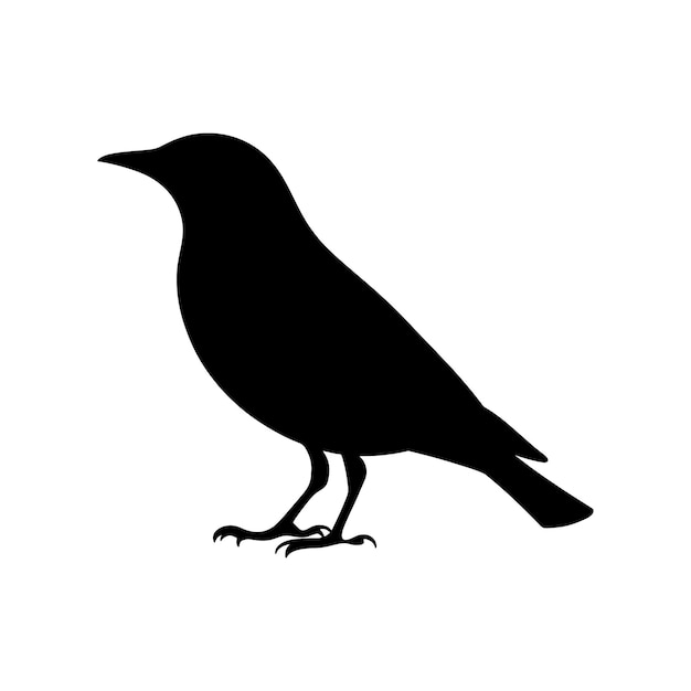 Pájaro hermoso
