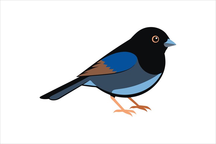 Vector el pájaro junco de ojos oscuros ilustración de obras de arte vectorial
