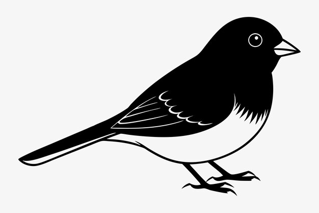 El pájaro Junco de ojos oscuros