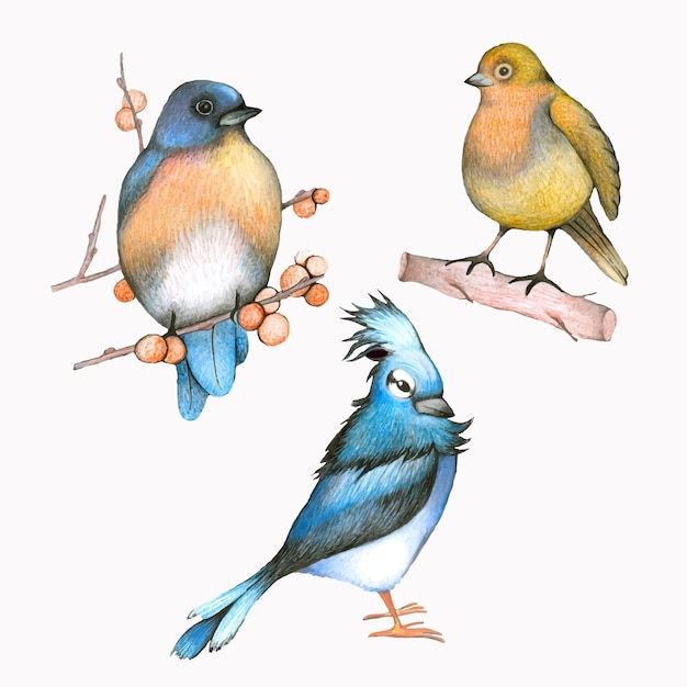 pájaro, loro, exótico, naturaleza