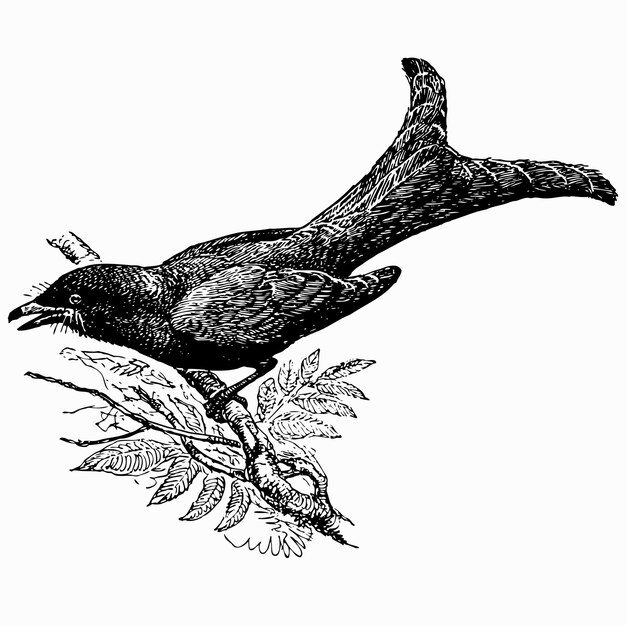 Pájaro negro drongo