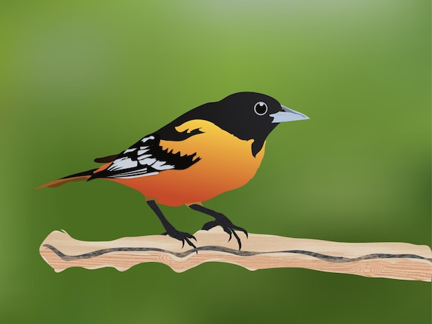 Vector pájaro negro naranja