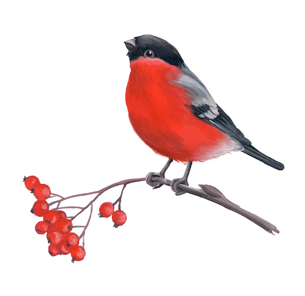 Un pájaro de nieve en una rama de un árbol de serbal rojo Ilustración acuarela de un pájaro