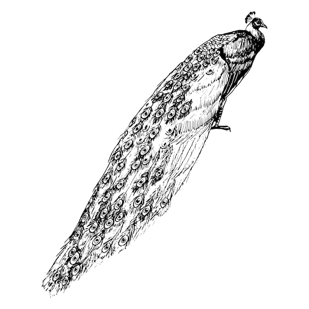 Pájaro pavo real con cola larga ilustración vectorial Imágenes prediseñadas realistas de naturaleza tropical en blanco y negro